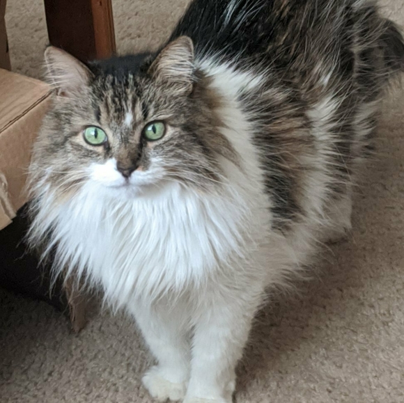 Posh Ambassador-Shop with Confidence - Picture 2 of 4